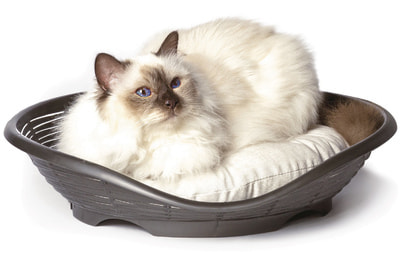 BAMA PET    Pasha 484611h  ()