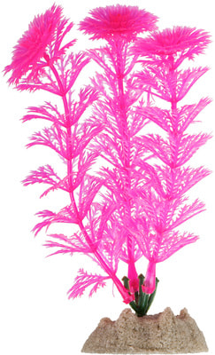 GloFish  S, 