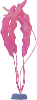 GloFish  XL  GLO-,  ()