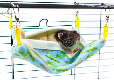 Bambini Pets            ()