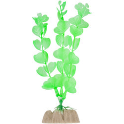 GloFish  , 